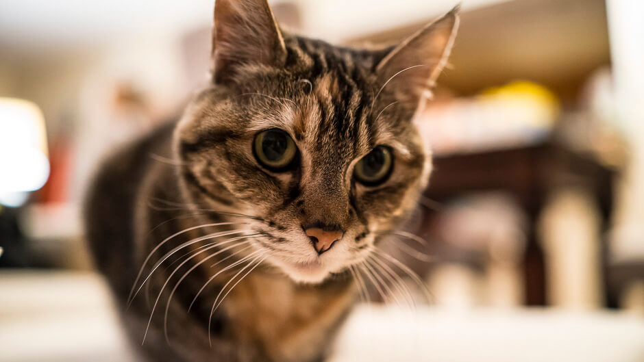 Alice the cat. Shot with the Sony RX-1. © Mike Wong