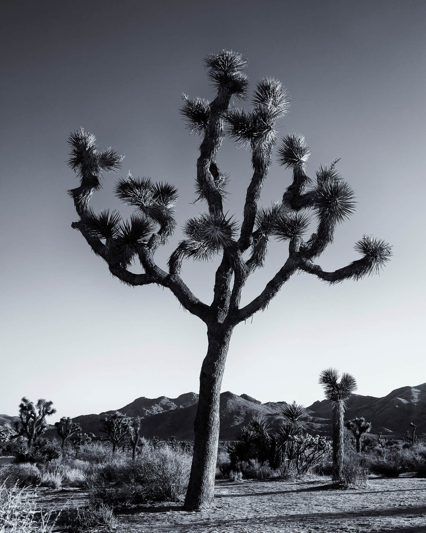 Joshua Tree National Park, December 2013